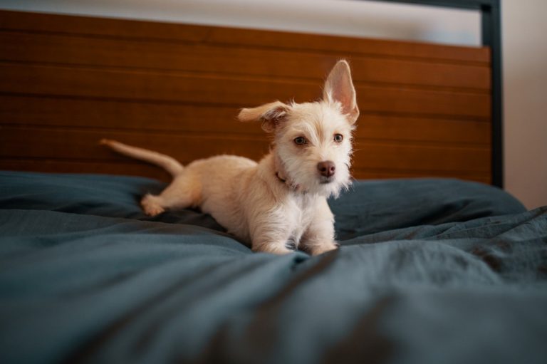 puppy on a bed