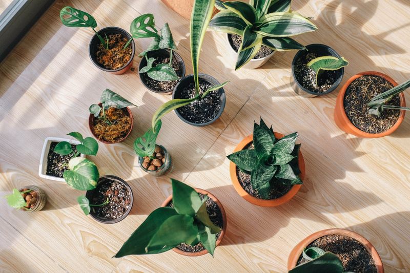 indoor plants